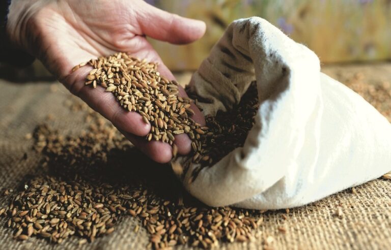 Embratel lança Smart Silo para monitoramento de grãos no agronegócio